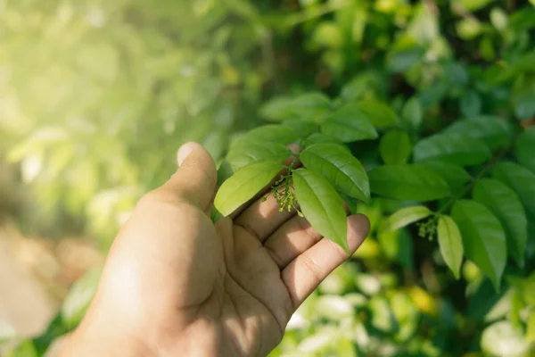 People \'s hand holding natural green leaves on bokeh and sun light with copy space. Beautiful green nature background. Safe world and ecology concept.