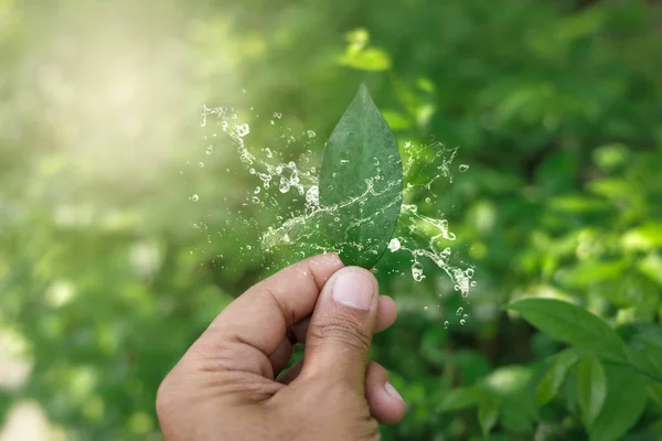 People \'s hand holding natural green leaf with water splash on bokeh and sun light with copy space. Beautiful green nature background. Safe world and ecology concept.