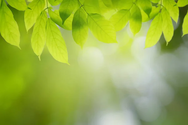 Bokeh Háttér Napfény Szöveg Sablon Mock Display Product Zöld Természet — Stock Fotó