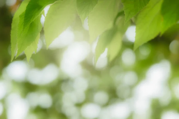 Naturligt Gröna Blad Bokeh Och Solljus Med Kopieringsutrymme Vacker Grön — Stockfoto