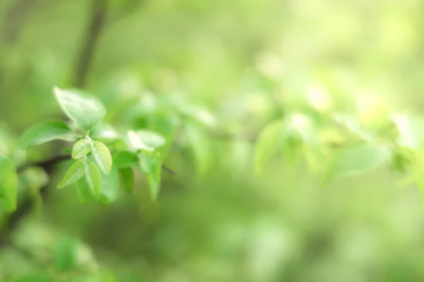 Naturligt Gröna Blad Bokeh Och Solljus Med Kopieringsutrymme Vacker Grön — Stockfoto
