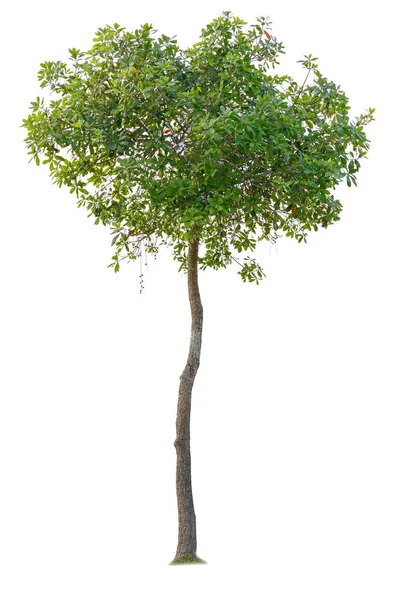 Árbol Aislado Sobre Fondo Blanco Árboles Tropicales Aislados Utilizados Para — Foto de Stock