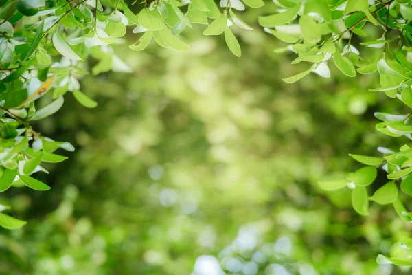 Naturligt Gröna Blad Bokeh Och Solljus Med Kopieringsutrymme Vacker Grön — Stockfoto