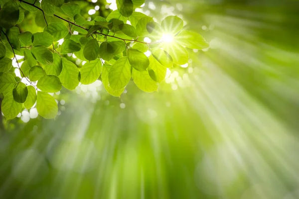 Feuilles Vertes Naturelles Sur Bokeh Avec Lumière Soleil Fond Vert — Photo