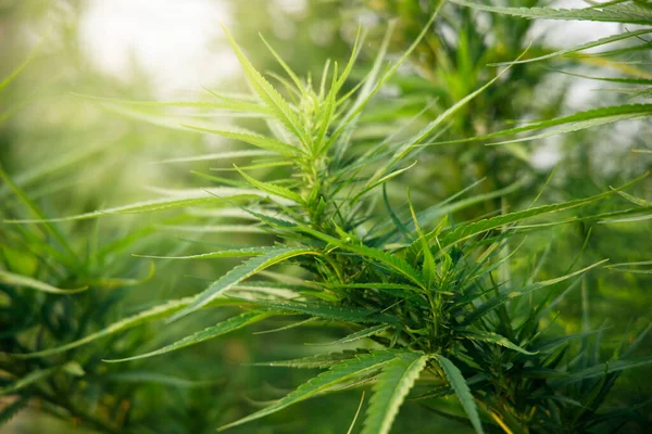 Hojas Marihuana Natural Con Luz Solar Fondo Verde Borroso Medicamentos — Foto de Stock