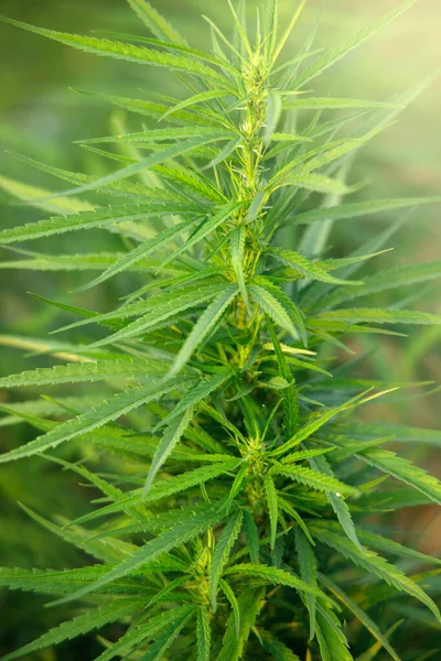 Hojas Marihuana Natural Con Luz Solar Fondo Verde Borroso Medicamentos — Foto de Stock