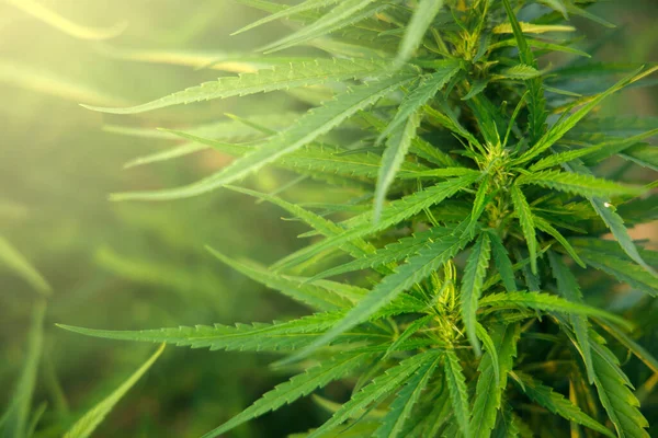 Natuurlijke Marihuana Bladeren Met Zonlicht Wazig Groen Achtergrond Sanctiemiddelen Kruiden — Stockfoto