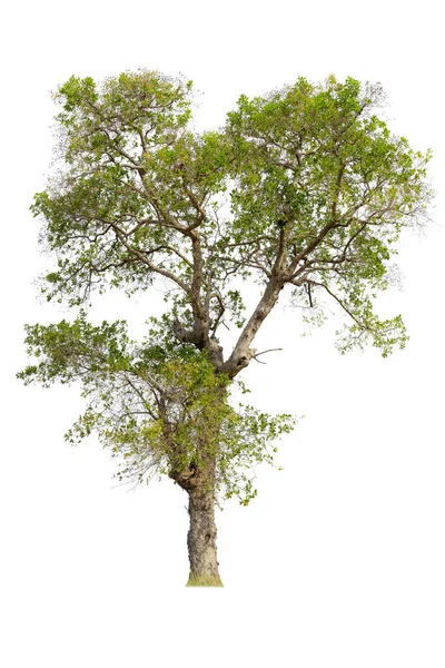 Cutout Tree Use Raw Material Editing Work Isolated Beautiful Fresh — Stock Photo, Image