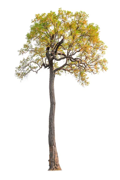 Strom Izolovaný Bílém Pozadí Oříznutou Cestou — Stock fotografie