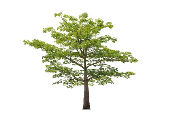 編集作業の原材料として使用するための切り抜きツリー クリッピングパスを持つ白い背景に孤立した美しい緑の落葉アーモンドの木 — ストック写真