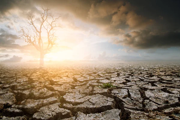 Lonely Dead Tree Dramatic Evening Sunset Sky Cloudy Drought Cracked — Stock Photo, Image