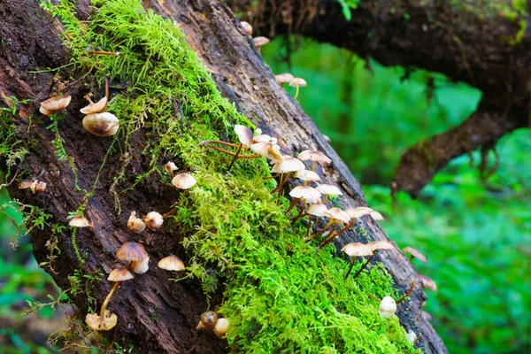 Groep Paddenstoelen Met Mos Droog Hout — Stockfoto