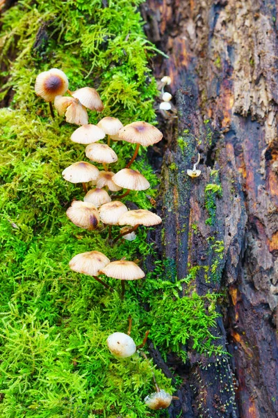 Groep Paddenstoelen Met Mos Droog Hout — Stockfoto