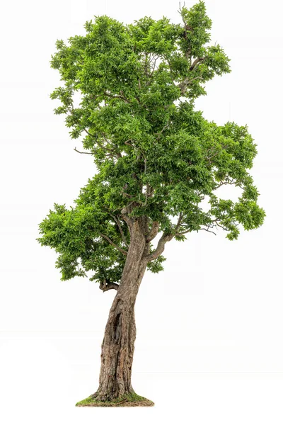 Izolovaný Velkého Mandlového Stromu Nebo Thajské Jméno Popadnout Bílém Pozadí — Stock fotografie