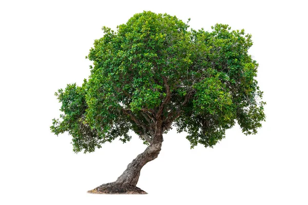Isolerat Lövfällande Litet Träd Vit Bakgrund Med Klippbana Cutout Träd — Stockfoto
