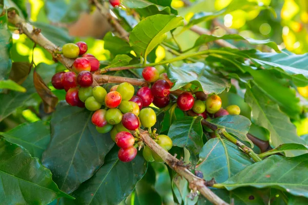 Pematangan Biji Kopi Pohon Kopi — Stok Foto