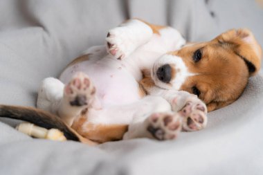 Tatlı köpek yavrusu, sabah güneşiyle gri bir kumaşın üzerinde yatıyor..
