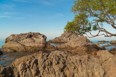 Sahilde ağaçlarla kayalar.