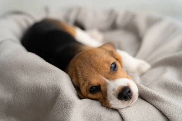 Lindo Perrito Beagle Está Acostado Paño Gris Con Sol Mañana —  Fotos de Stock