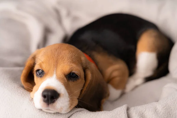 Cute Beagle Puppy Lying Gray Cloth Morning Sun — Stock Photo, Image