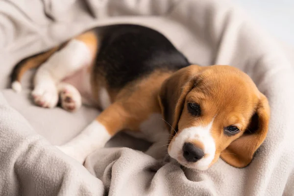 Lindo Perrito Beagle Está Acostado Paño Gris Con Sol Mañana —  Fotos de Stock