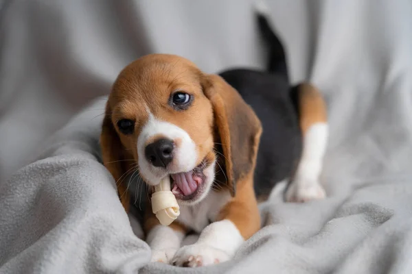Cute Beagle Puppy Biting Bone Gray Cloth Morning Sun — Stock Photo, Image