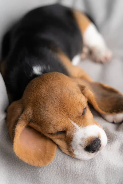 Leuke Beagle Puppy Ligt Een Grijze Doek Met Ochtendzon — Stockfoto