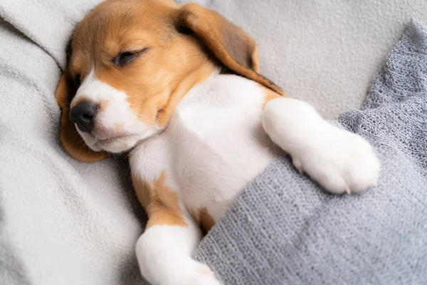 Leuke Beagle Puppy Ligt Een Grijze Doek Met Ochtendzon — Stockfoto