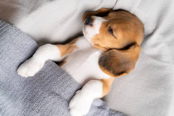 Cute Beagle Puppy Lying Gray Cloth Morning Sun — Stock Photo, Image