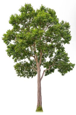 Isolated of big almond tree or Thai 's name is grabok on white background with clipping path. Cutout tree for use as a raw material for editing work. clipart