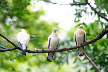 Bokeh arka planlı bir dala tüneyen güvercinler.