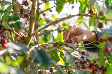 Tayland 'ın kuzey bölgesindeki çiftlikte kahve çekirdekleri hasat ediliyor..