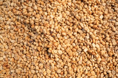 Tayland 'ın kuzey bölgesinde kurutulmuş kahve çekirdekleri.