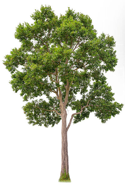 Isolated of big almond tree or Thai 's name is grabok on white background with clipping path. Cutout tree for use as a raw material for editing work.