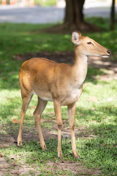 Caro Antelope Erba Verde Lamung Allo Zoo — Foto Stock