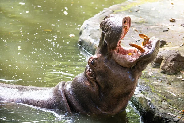Gran Hipopótamo Está Bostezando Zoológico — Foto de Stock