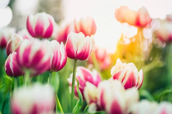 Pink Tulips Garden — Stock Photo, Image