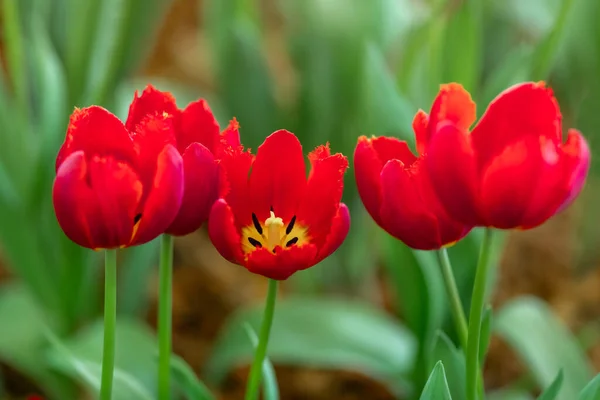 Red Tulips Garden — Stock Photo, Image