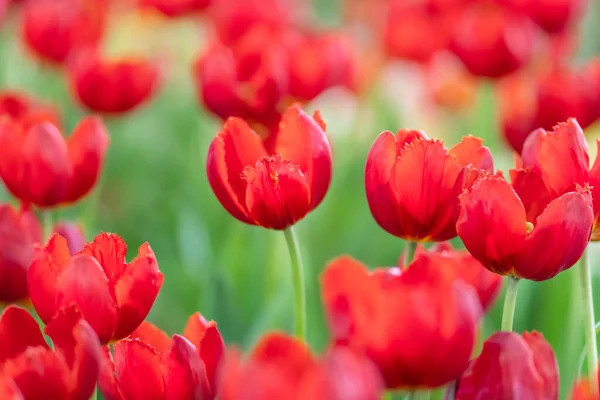 Red Tulips Garden — Stock Photo, Image