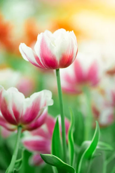 Close Tulips Garden Colorful Tulips Meadow Nature Spring — Stock Photo, Image