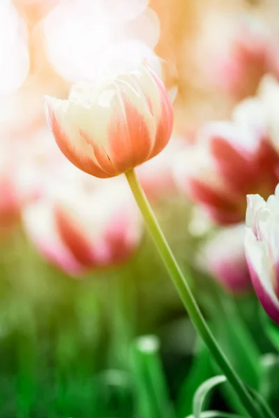 Close Tulips Garden Colorful Tulips Meadow Nature Spring — Stock Photo, Image