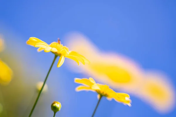 Azulado Flores Amarelas Com Fundo Azul Céu — Fotografia de Stock