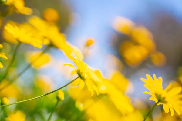 Azzurro Fiori Gialli Con Sfondo Cielo Blu — Foto Stock