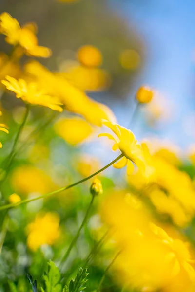 Azulado Flores Amarelas Com Fundo Azul Céu — Fotografia de Stock