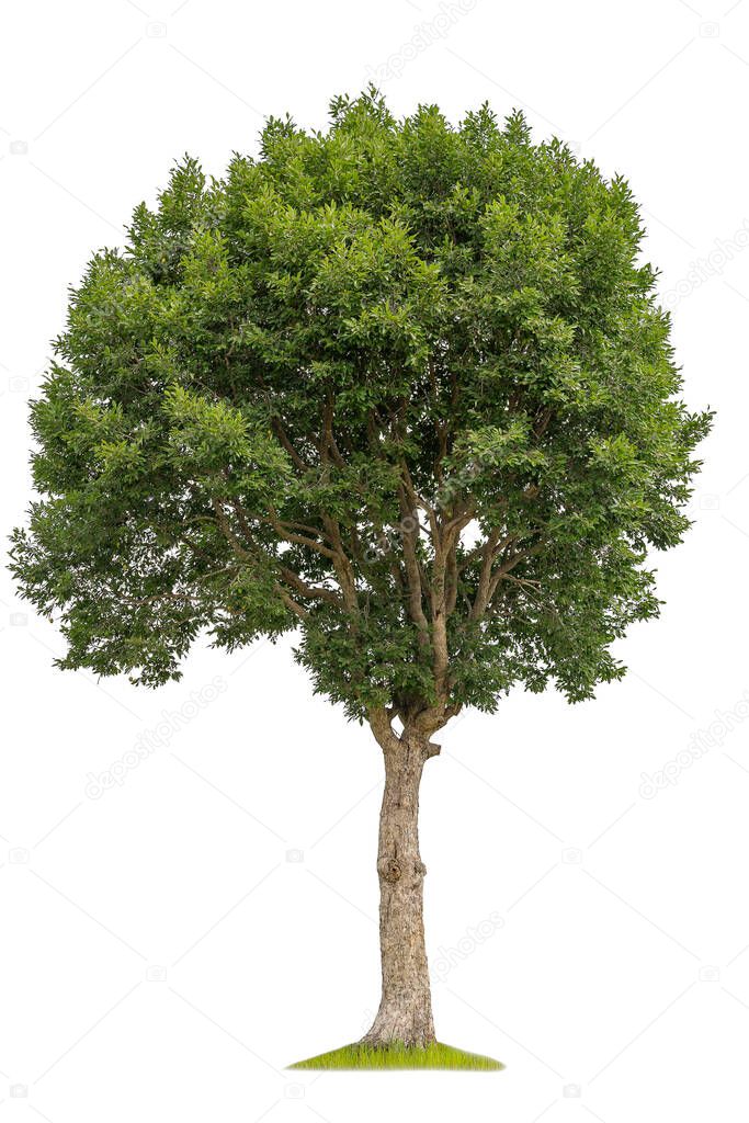 Cutout tree for use as a raw material for editing work. Isolated of big almond tree or Thai 's name is grabok on white background with clipping path.