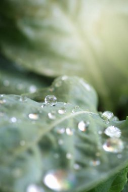 Sabah ışığında yaprakların üzerine güzel damlalar..