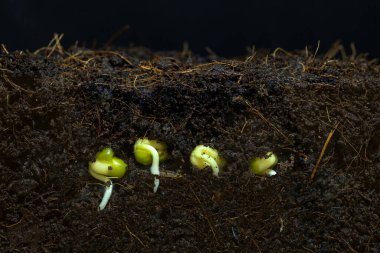 The beans are sprouting the roots up to moist soil. clipart