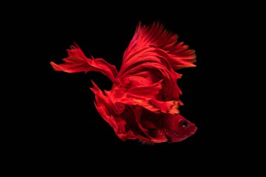 Kırmızı ve beyaz güzel Siyam balıkları uzun kuyruk ve yüzen siyah arka plan.