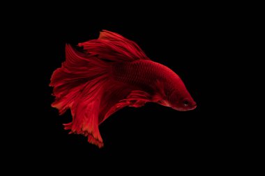 Kırmızı ve beyaz güzel Siyam balıkları uzun kuyruk ve yüzen siyah arka plan.