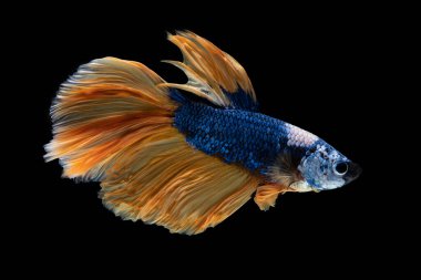 Mavi ve sarı güzel siyam balıkları uzun kuyruk ve yüzgeçleriyle siyah arka planda yüzerler..